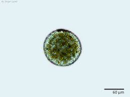 Attēlu rezultāti vaicājumam “Nostoc pruniforme macro”