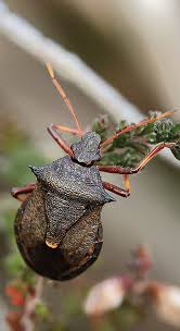 Attēlu rezultāti vaicājumam “Picromerus bidens”