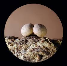 Attēlu rezultāti vaicājumam “Diderma subincarnatum”