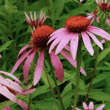 Attēlu rezultāti vaicājumam “Echinacea purpurea”