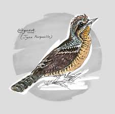 Image result for Jynx torquilla