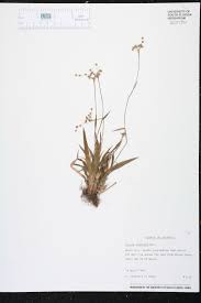 Attēlu rezultāti vaicājumam “Luzula pilosa leaf”