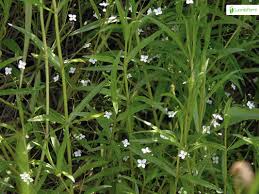 Attēlu rezultāti vaicājumam “Veronica scutellata flower”
