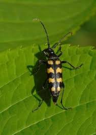 Attēlu rezultāti vaicājumam “Leptura quadrifasciata”