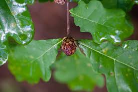 Attēlu rezultāti vaicājumam “Andricus foecundatrix”