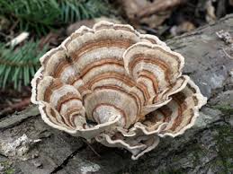Attēlu rezultāti vaicājumam “Trametes hirsuta”