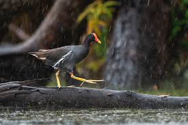Attēlu rezultāti vaicājumam “Gallinula chloropus juvenile”