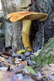 Attēlu rezultāti vaicājumam “Gymnopilus picreus”