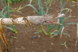 Attēlu rezultāti vaicājumam “Trichia botrytis stalked”