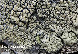 Attēlu rezultāti vaicājumam “Lecanora muralis”