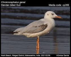 Image result for Chroicocephalus genei