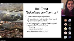 Image result for Salvelinus confluentus