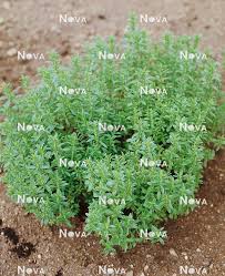 Image result for Satureja hortensis