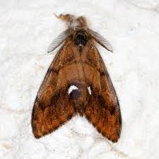 Attēlu rezultāti vaicājumam “Orgyia antiqua imago”