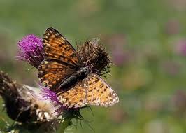 Attēlu rezultāti vaicājumam “Melitaea phoebe”