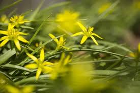 Attēlu rezultāti vaicājumam “Gagea pratensis flower”