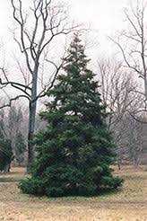 Attēlu rezultāti vaicājumam “Abies koreana”