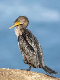 Image result for Phalacrocorax auritus
