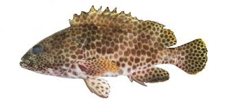 Image result for Epinephelus andersoni