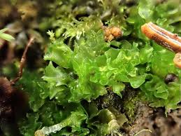 Attēlu rezultāti vaicājumam “Jungermannia subulata”