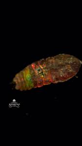 Attēlu rezultāti vaicājumam “Phronia sp. larva”