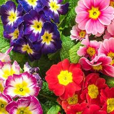 Attēlu rezultāti vaicājumam “Primula x polyantha flower”