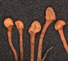 Attēlu rezultāti vaicājumam “Heyderia abietis”