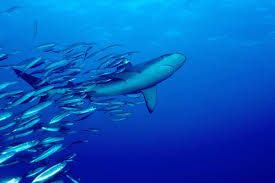 Image result for Carcharhinus galapagensis