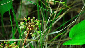 Attēlu rezultāti vaicājumam “Trollius europaeus fruit”
