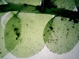 Attēlu rezultāti vaicājumam “Chiloscyphus polyanthos”