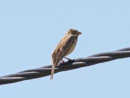 Image result for Emberiza calandra