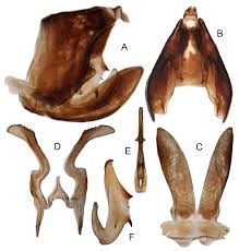 Attēlu rezultāti vaicājumam “Planaphrodes sp.”