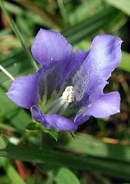 Attēlu rezultāti vaicājumam “Gentiana pneumonanthe flower”