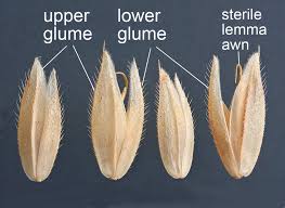 Attēlu rezultāti vaicājumam “Holcus lanatus”