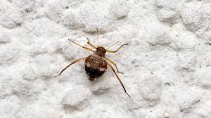 Attēlu rezultāti vaicājumam “Sternorrhyncha”