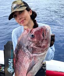 Image result for Dentex dentex