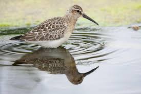 Attēlu rezultāti vaicājumam “Calidris ferruginea adult”