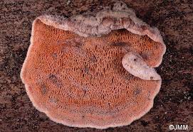 Attēlu rezultāti vaicājumam “Skeletocutis amorpha”