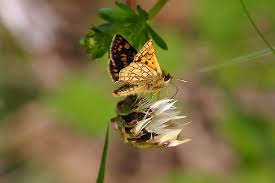 Attēlu rezultāti vaicājumam “Carterocephalus palaemon underside”