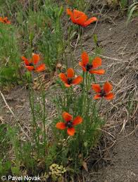 Attēlu rezultāti vaicājumam “Papaver argemone leaf”