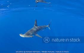 Image result for Sphyrna zygaena