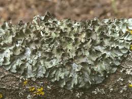 Attēlu rezultāti vaicājumam “Pleurosticta acetabulum”