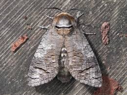 Attēlu rezultāti vaicājumam “Lamellocossus terebra”