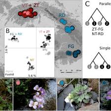 Attēlu rezultāti vaicājumam “Cardaminopsis arenosa fruit”