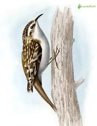 Attēlu rezultāti vaicājumam “Certhia familiaris”