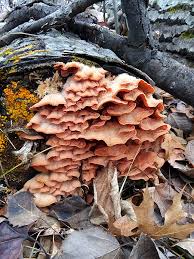 Attēlu rezultāti vaicājumam “Phlebia tremellosa”