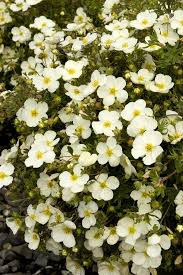 Attēlu rezultāti vaicājumam “Potentilla arenaria leaf”