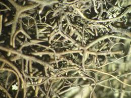 Attēlu rezultāti vaicājumam “Bryoria capillaris”