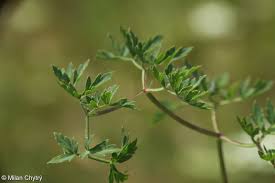 Attēlu rezultāti vaicājumam “Peucedanum oreoselinum flower”