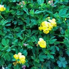 Attēlu rezultāti vaicājumam “Lotus corniculatus”